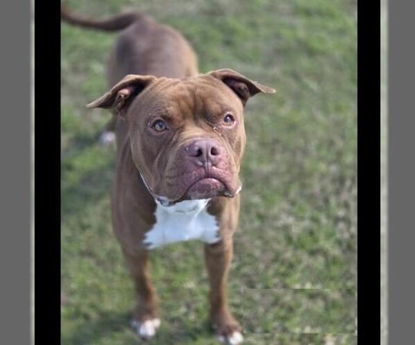 Medium Photo #2 Mutt Puppy For Sale in Conroe, TX, USA