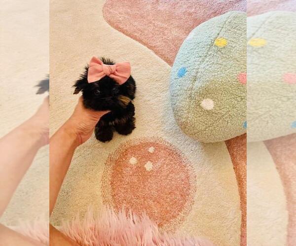 Medium Photo #8 Yorkshire Terrier Puppy For Sale in SAINT PETERSBURG, FL, USA