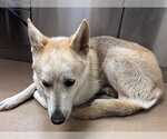 Small Gerberian Shepsky