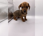 Small Photo #10 Dachshund Puppy For Sale in SAINT AUGUSTINE, FL, USA