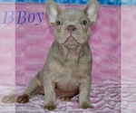 Small Photo #25 French Bulldog Puppy For Sale in BOTHELL, WA, USA