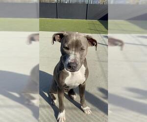 Mutt Dogs for adoption in San Martin, CA, USA