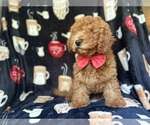 Small #5 Cavapoo