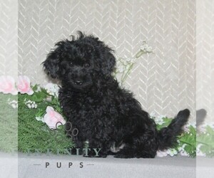 Cavapoo Puppy for sale in RISING SUN, MD, USA