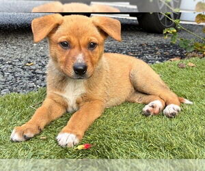 German Shepherd Dog-Unknown Mix Dogs for adoption in Lakewood, CO, USA