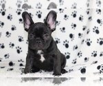 Small Photo #4 French Bulldog Puppy For Sale in LAGUNA BEACH, CA, USA