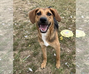 Cher Rose - Female Mutt Dog for Adoption - Photo #4