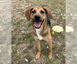 Small Photo #4 Mutt Puppy For Sale in Evansville, IN, USA