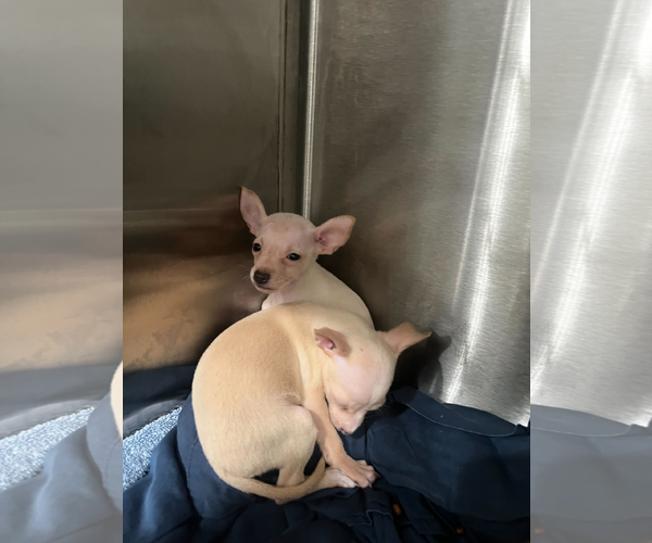 Medium Photo #1 Chihuahua-Unknown Mix Puppy For Sale in Woodbury, NY, USA