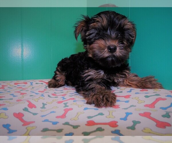 Medium Photo #5 Yorkshire Terrier Puppy For Sale in PATERSON, NJ, USA