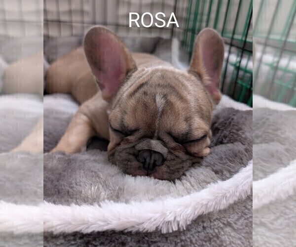 Medium Photo #7 French Bulldog Puppy For Sale in MCKINLEYVILLE, CA, USA