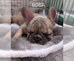 Small Photo #7 French Bulldog Puppy For Sale in MCKINLEYVILLE, CA, USA