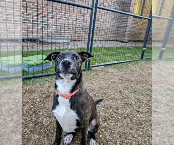 Medium Photo #2 Mutt Puppy For Sale in Gloversville, NY, USA