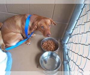 Chiweenie Dogs for adoption in Chula Vista, CA, USA