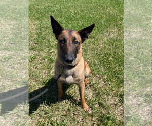 Mutt Dogs for adoption in Stevens Point, WI, USA