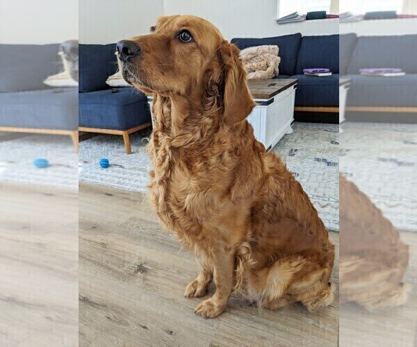 Medium Photo #3 Golden Retriever Puppy For Sale in SAN MARCOS, CA, USA