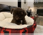 Small Photo #12 Shih Tzu Puppy For Sale in EDMOND, OK, USA