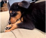 Small #11 Doberman Pinscher Mix