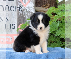 Australian Shepherd Puppy for sale in HOLTWOOD, PA, USA