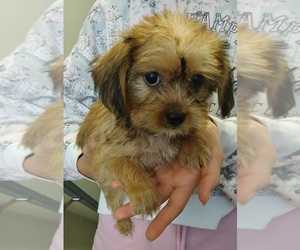 Yorkipoo Puppy for sale in PEABODY, MA, USA