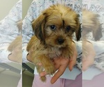 Small Yorkipoo