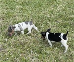 Small #24 Jack Russell Terrier