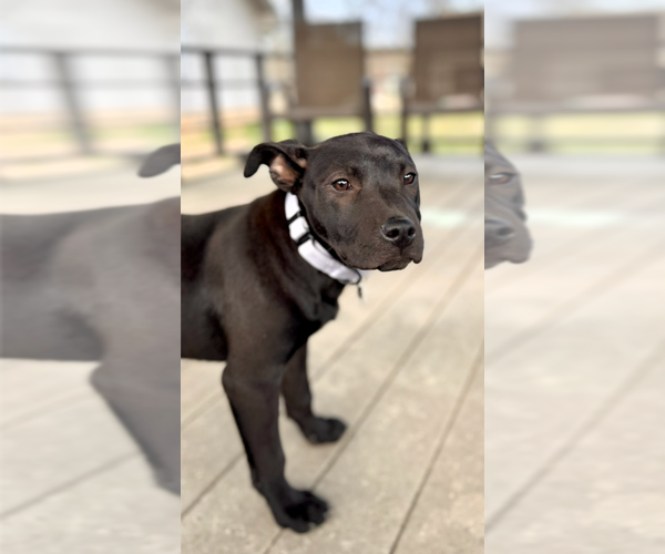 Medium Photo #2 Labrador Retriever-Unknown Mix Puppy For Sale in Boston, MA, USA