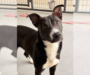 Mutt Dogs for adoption in Shelburne, VT, USA