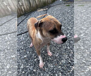 Phoebe - Female Bulldog-Staffordshire Bull Terrier Mix Dog for Adoption - Photo #9