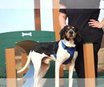 Small Photo #3 Treeing Walker Coonhound Puppy For Sale in Chestertown, MD, USA