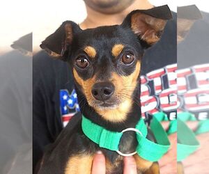Chiweenie Dogs for adoption in Carrollton, TX, USA