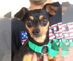 Small Chiweenie