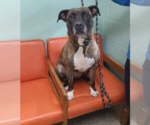 American Pit Bull Terrier-Unknown Mix Dogs for adoption in Martinsburg, WV, USA