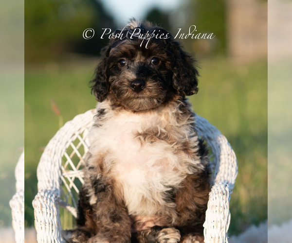 Medium Photo #22 Poodle (Miniature) Puppy For Sale in WARSAW, IN, USA