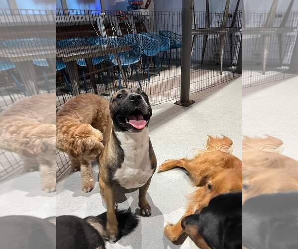 Medium Photo #33 Boxer-Unknown Mix Puppy For Sale in Holly Springs, NC, USA