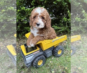 Cockapoo (Miniature) Puppy for sale in MIDDLEBURY, IN, USA