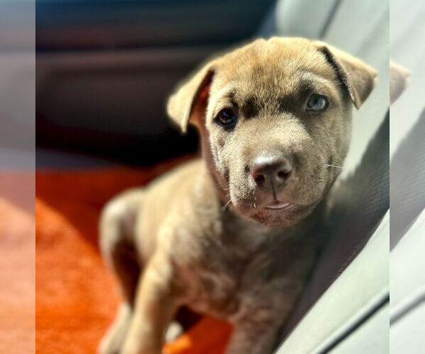 Medium Photo #5 Mutt Puppy For Sale in San Juan Capistrano, CA, USA