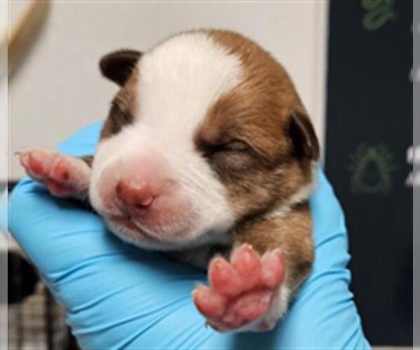 Medium Photo #1 Mutt Puppy For Sale in Bakersfield, CA, USA