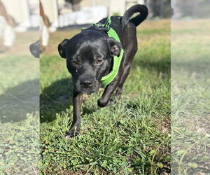 Nugget - Male Pug-Unknown Mix Dog for Adoption - Photo #2