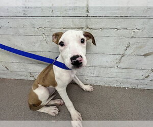 Mutt Dogs for adoption in San Bernardino, CA, USA