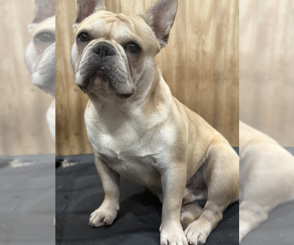 Medium Photo #1 French Bulldog Puppy For Sale in LOCUST, NC, USA