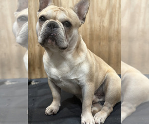 Father of the French Bulldog puppies born on 08/23/2024