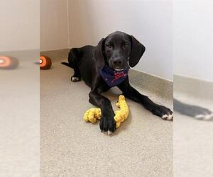 Plott Hound-Unknown Mix Dogs for adoption in San Martin, CA, USA