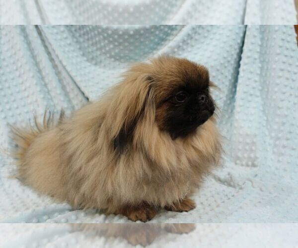 Medium Photo #3 Pekingese Puppy For Sale in JOICE, IA, USA