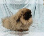 Small #2 Pekingese