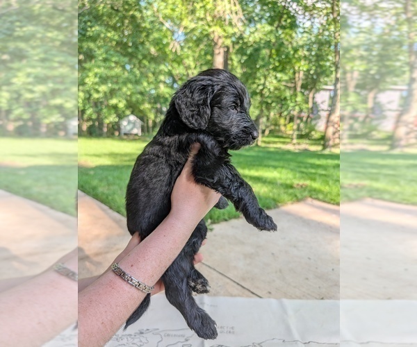 Medium Photo #32 Golden Mountain Doodle  Puppy For Sale in BROKEN ARROW, OK, USA