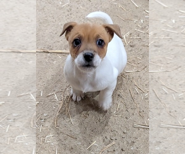 Medium Photo #2 Jack Russell Terrier Puppy For Sale in APPLE GROVE, WV, USA