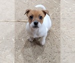 Small #1 Jack Russell Terrier