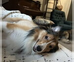 Small #2 Mutt