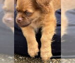 Small #3 ShiChi